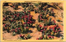 Hedgehog Strawberry Cactus Arizona Southwest Desert c1940 Linen Postcard picture