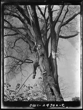 Photo:Flushing Queens New York 1942 Boy Rope Climb Commando Course School picture