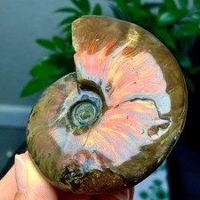 118G Natural Tentacle colorful Ammonite Specimen Shell Healing Madagascar picture