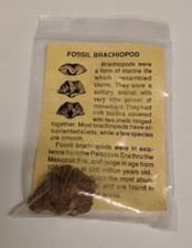Fossil Brachiopod With Information Sheet picture