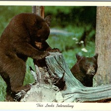 1949 Two Black Bears on Tree Stump Postcard Yellowstone National Park Wildlife picture