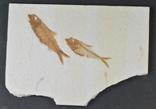 AAA Diplomystus dentatus Fossil Fish Green River Formation Wyoming picture