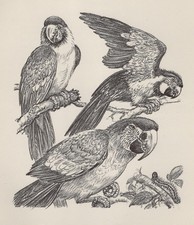 Parrot / Macaw - CUSTOM MATTED - Vintage Bird Art Print - 1953 Diana Thorne picture