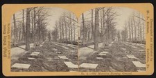 Old Moravian burying ground  Old Historic Photo picture
