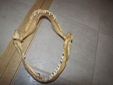 Bull Shark Jaw Skull BoneW/SHARP Teeth Skeleton Vintage Taxidermy 10 3/4''X9.5'' picture