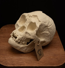 Homo Floresiensis Skull Replica Hobbit Human Ancestor Separate Jaw picture