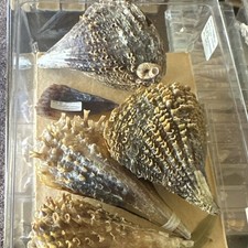 Vintage Lot 4 Large Pinna Rugosa Pen Shells Atrina 1973 Collector Specimens picture