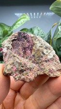 Erythrite- Sara Alicia Mine, San Bernardo, Álamos Municipality, Sonora, Mexico picture