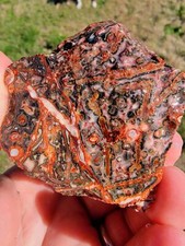 Random Pull Mexican Leopard Skin Rhyolite Rough picture