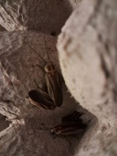 Firefly Mimic Roach Starter Culture 10 Ct picture