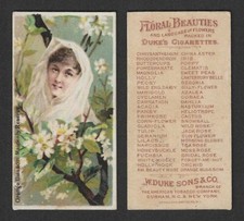 c1880's N75 Duke Tobacco Card - Floral Beauties Series - Orange Blossom Maidenly picture