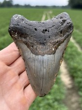 Nice Large Real NC Offshore Megalodon Shark Tooth Fossil  picture