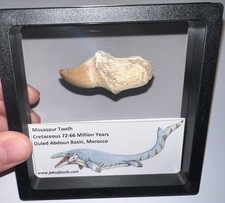 FRAMED LARGE MOSASAUR Fossil Tooth Lot Dinosaur Era Marine Reptile One per Order picture