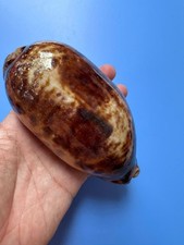 131mm | Cypraea Testudinaria  | F+++| GIANT size | Beautiful shell picture