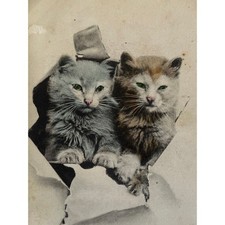 Antique Early Ephemera Litho Postcard Adorable Kitten Cats Tinted Litho Photo picture