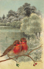 Red Breasted Finch Birds Embossed Posted 1908 picture