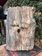 ☘️RR⛏️: Rough Full Round Detailed New Mexico Petrified Wood 107 Lb. 🪵 picture