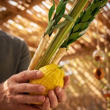 Etrog & Lulav Complete Set – Kosher Arba Minim for Sukkot picture
