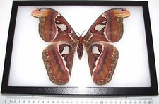 Attacus atlas FEMALE snake mimic saturn moth Indonesia FRAMED picture