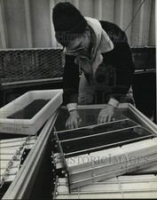 1980 Press Photo Vince Tripi Placing Trout Eggs in Holders - mja54106 picture