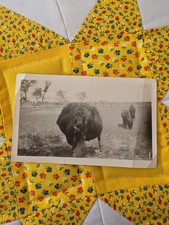 VTG B&W Snapshot Photo 1940s Open Field Bison Buffalo Grazing picture