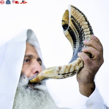 Kosher Ram Shofar Horn from Israel 12”-14