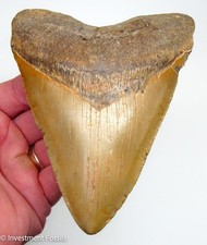 5.47” Megalodon Shark Tooth  XL ORANGE Real Fossil No Restorations Sharks Teeth picture