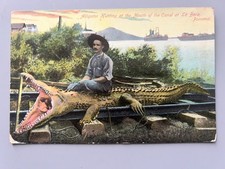 ANTQ POSTCARD 1910 ALLIGATOR HUNTING AT THE MOUTH OF THE CANAL LA BOCA PANAMA picture