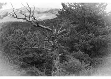 photographic images tree black and white  13x20 picture