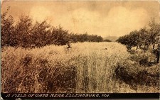 A Field of Oats Near Ellensburg Washington WA UNP Unused 1910s DB Postcard C12 picture