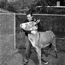 Raymond Burr relaxes on his property at home where he lives as a b- Old Photo 11 picture