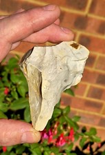Large Late Neolithic Flint Borer / Piercing Tool (Matched Typology) Live Site picture