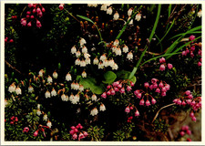 Mountain Heathers Low Alpine Shrubs Vintage Postcard TPQ32 picture