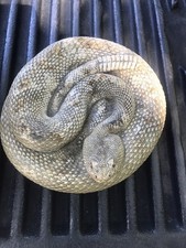Rare ‘40s Welch novelty Company San Angelo Texas coiled rattlesnake ashtray/dish picture