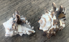 Pacific Vase Vasum Turbinellus Seashells Lot-2 Vintage Estate Natural Specimens picture