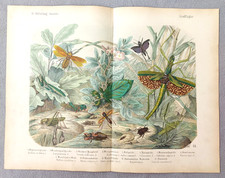 Antique Grasshopper Mantis Insect Lithograph Natural History Art Print c1890 picture