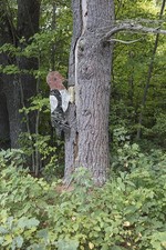 East Limington Maine 2017 Wooden Red-Headed Woodpecker on Ossipee Trail picture
