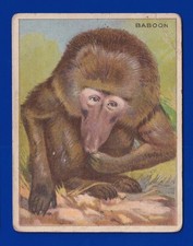 BABOON 1909-11 HASSAN T29 ANIMALS FAIR/GOOD  picture