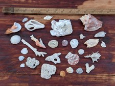 Seashells Lot, 28 Pieces, Medium To Small Size, Interesting Species picture