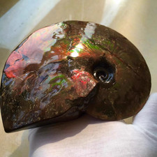 664g Natural rainbow ammolite fossil mineral specimen Crystal healing gift picture
