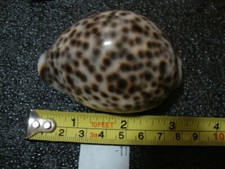 CYPRAEA PANTHERINA EGYPT SHELLS picture