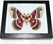 Hyalophora gloveri red saturn moth Arizona USA FRAMED picture