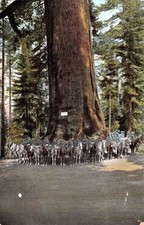 Yosemite Mariposa Grove Grizzly Giant Soldiers Military Horse Vtg Postcard K17 picture