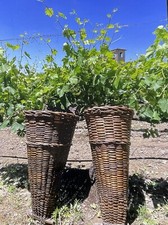 Antique 1850's  French Grape Harvesting Baskets  A PAIR Rustic Charm Functional  picture