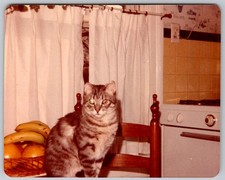 Vtg Color Snapshot Cute Tabby Cat Kitchen Chair Fruit Bananas Stove Flash 1970s picture