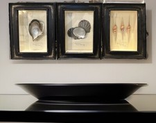 Antique 1904 Italian Shell Specimen Shadow Boxes Set of 3 Tibia Fuscus Pinctada picture