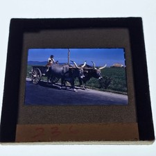 Vintage Italy Oxen Bullock Cart Farmer Children Rural Life Original Color Slide picture