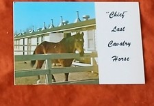 Chief Horse Portrait Vintage Postcard picture