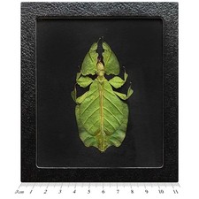 Phyllium pulchrifolium BLACK BACKGROUND female REAL LEAF MIMIC FRAMED INSECT picture