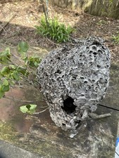 Large Real Hornet Nest Hive Paper Wasp on Lilac Branch Science School Taxidermy picture